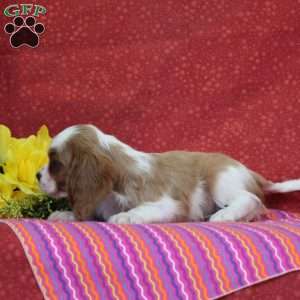 Orange, Cavalier King Charles Spaniel Puppy